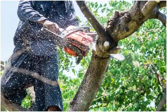 tree services Hyde Park